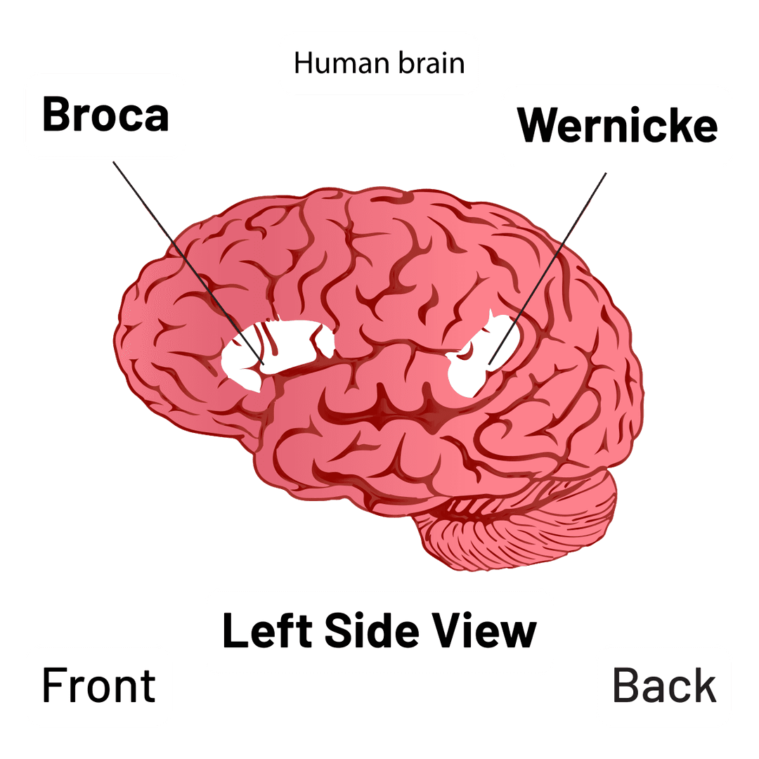 Shadowing için Broca ve Wernicke beyin şeması: insan beyninin sol yarımküresinde Broca alanı (konuşma üretimi) ve Wernicke alanı (anlama) işaretli — anlamakla konuşmak arasındaki boşluğun ardındaki iki merkez