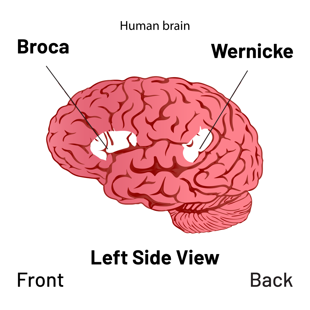 Diagrama del hemisferio izquierdo del cerebro con el área de Broca (producción del habla) y el área de Wernicke (comprensión) — los dos centros detrás de la brecha entre entender y hablar